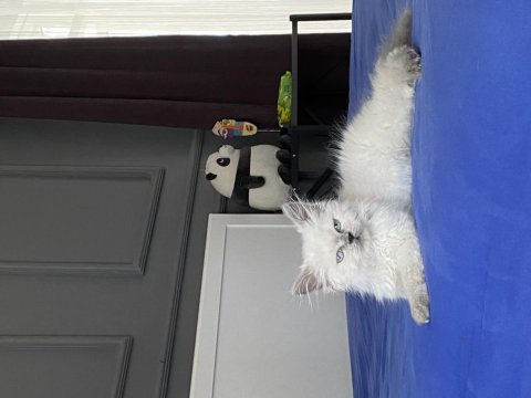 Blue point british longhair