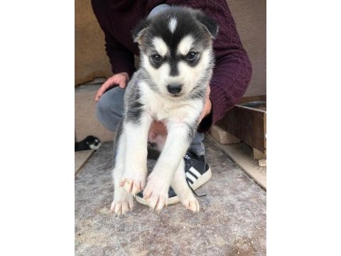 Dişi husky yavrular sahiplendirilecektir
