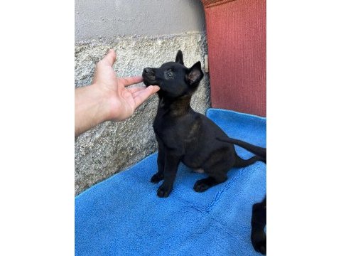 Safkan malinois yavruları