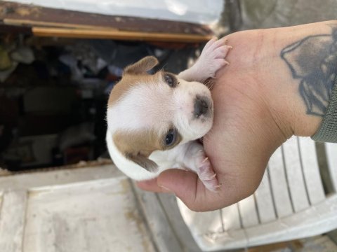 Minik güzel chihuahua şivava