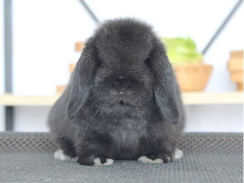 Mini lop tavşanı