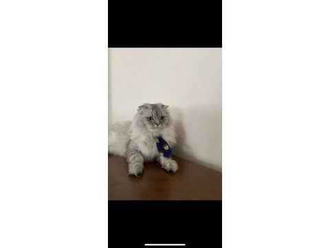3.5 yaşında sakin ve oyuncu scottish fold oğlumuz ücretsiz