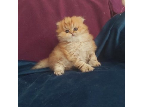 British longhair golden dişi
