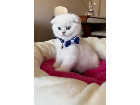 Scottish fold erkek yavrumuza yuva (uyguna)