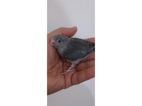 Kara kartal erkek forpus