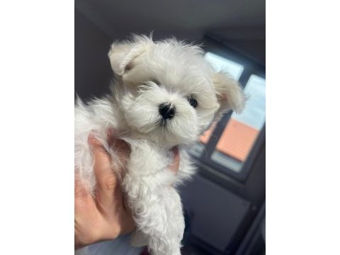 Orjinal maltese yavrularımız
