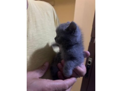 1,5 aylık saf kan scottish fold yavru yuvasını bekliyor