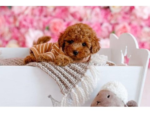 Toy poodle yavruları 
