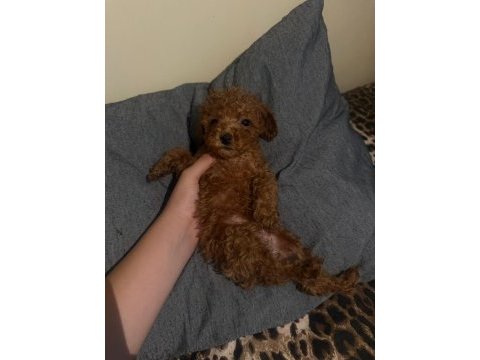 50 günlük poodle bebeklerim