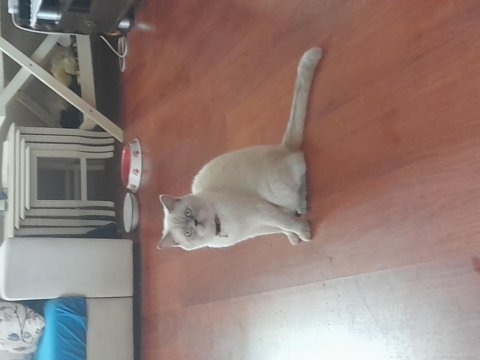 2 aylık erkek british shorthair