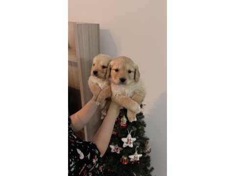 Irk ve sağlık garantili golden retriever