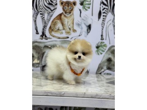 Show kalite pomeranian boo yavrular