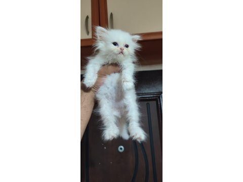 British shorthair kar topları