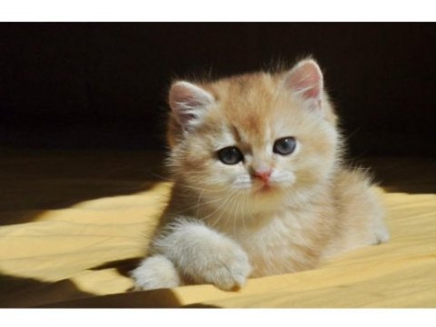 Orjinal british shorthair kedisi