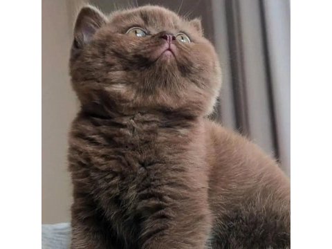 Bitter çikolata british shorthair 