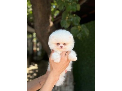 Sağlık ve ırk garantili pomeranian