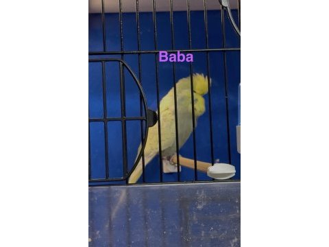 Ele kola alıştırmalık üst düzey erkek şhow jumbo muhabbet