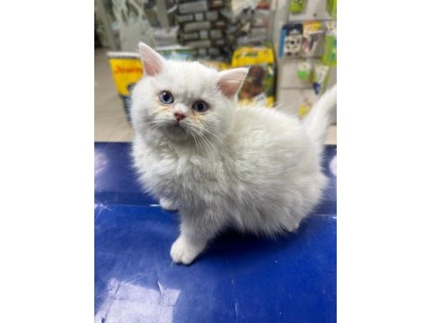 Tatlı mı tatlı british longhair ve shorthair bebeklerim