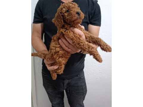 Anne altından poodle yavrular