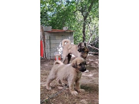 Orjinal kangal yavru