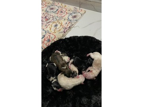 Uyguna 0 numara terrierler dişi ve erkek