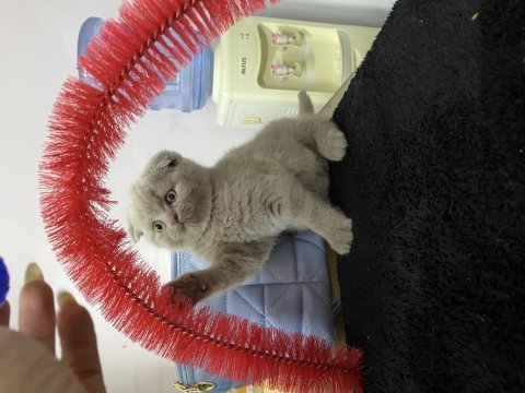 Scottish fold lilac