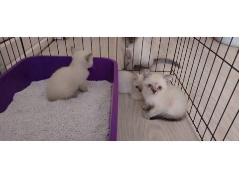 British shorthair blue point yavrular
