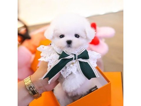 Maltese terrier kore kan saf ırk yavrularımız