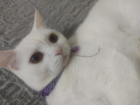 Kehribar gözlü british shorthair kedimiz şilaa