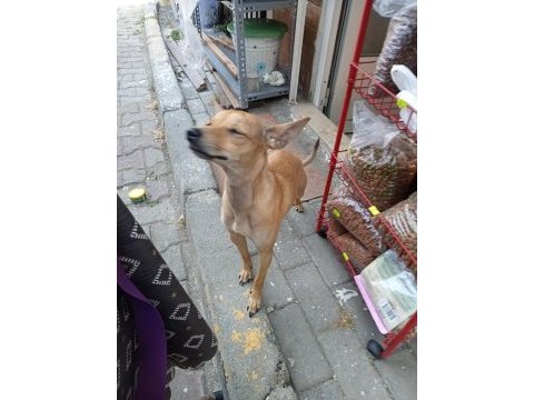 9 aylık dişi pinscher