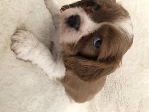 Üst düzey cavalier king charles bebekler