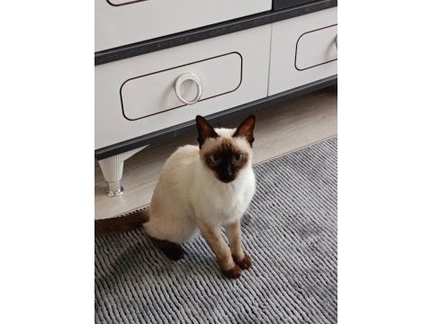 Dişi siyam kedisi powerblue eyes