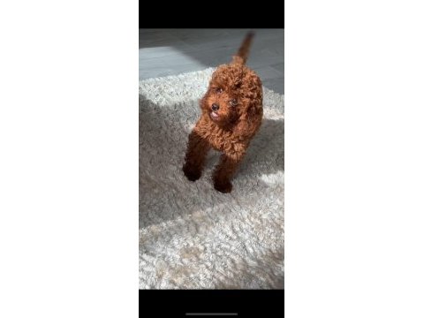 3.5 aylık dişi harika renk toy poodle safkan eğitimli