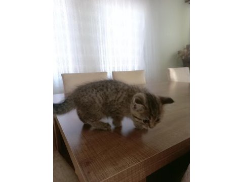 Yavru british longhair dişi
