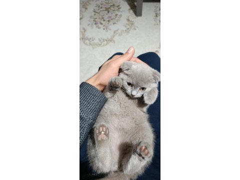 Scottish fold dişi 4 aylık