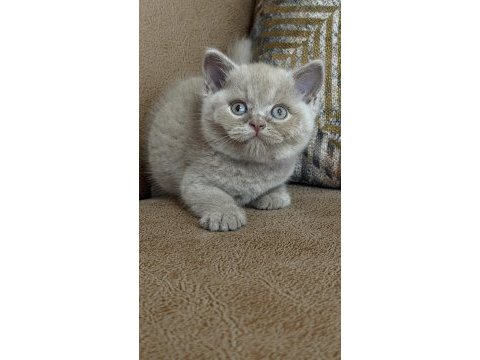 Orjinal british shorthair fawn erkek