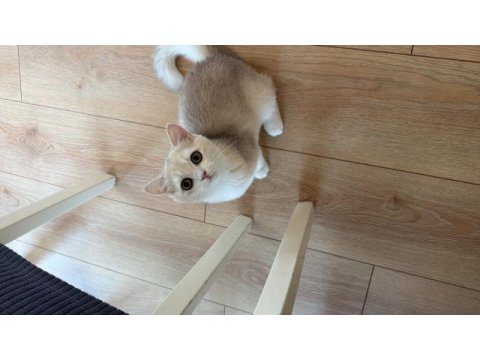 British shorthair 6 aylık