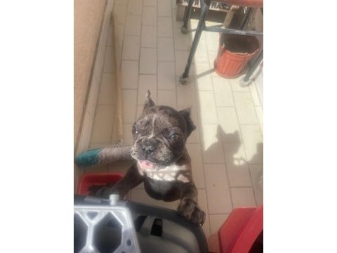 Güzeller güzeli french bulldog prensesimiz