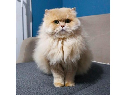 British longhair kedilerim