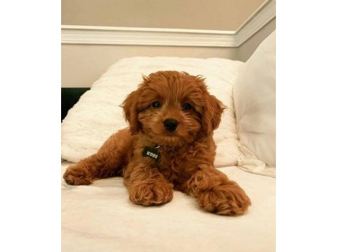 A+ kalite sevimli maltipoo bebekler