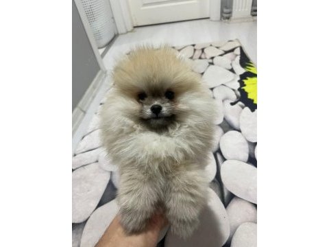 4 aylık dişi pomeranian boo
