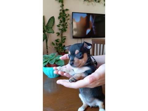 2 aylık sağlıklı oyun delisi ev ortamından yavru köpekler