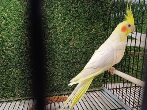 Özel seçilmiş sultan papağanı yavru bakmış çiftler adana