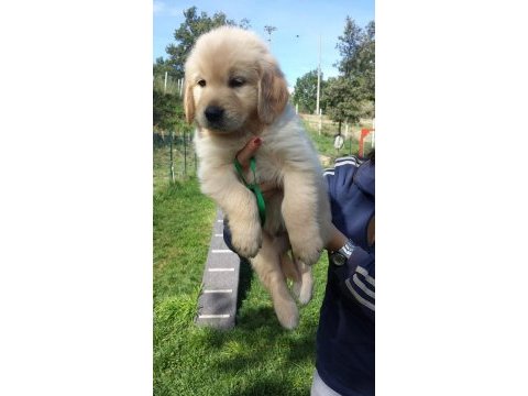 Golden retriever yavruları