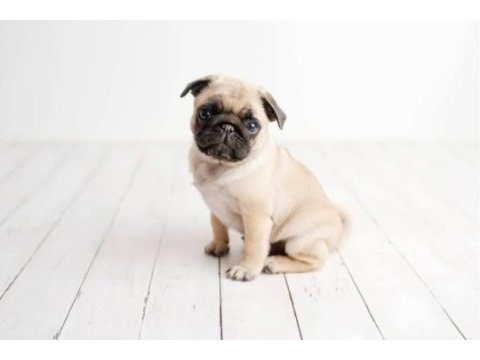 Pug rıfkı
