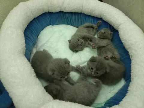 Yeni yavrularım 25 günlük 4 dişi 1 erkek zamanı gelince
