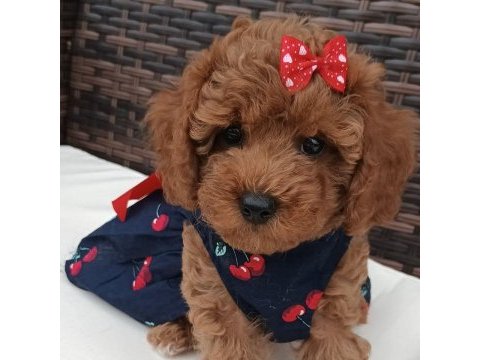 Toy poodle ırk garantili yavrular