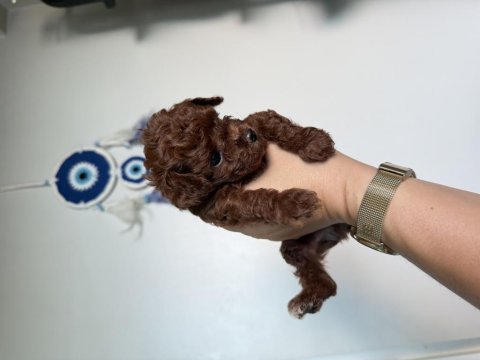 Teacup poodle