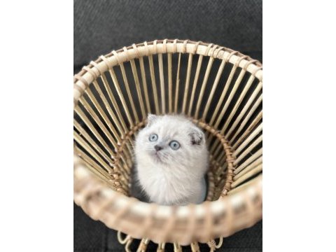 3 aylık erkek blue point yavru scottish fold