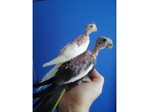 Bebek sultan papağanı